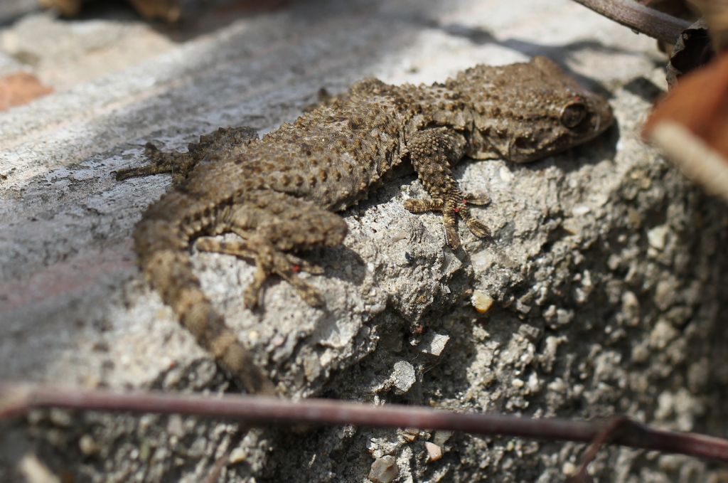 Tarentola mauritanica Linnaeus, 1758